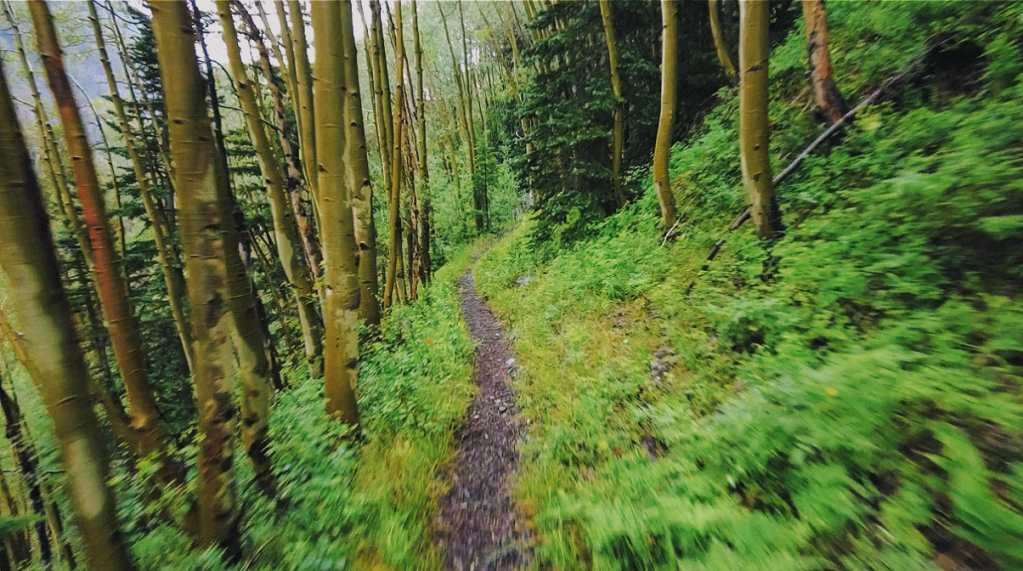 A peaceful forested Bear Creek Trail lined with tall, slender aspen trees and lush greenery on a stormy afternoon
