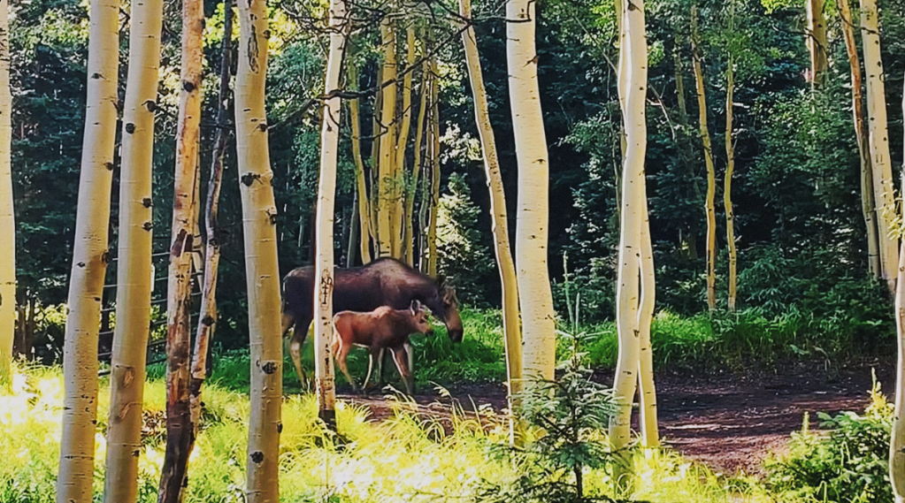 A moose and her calf walking slowly through an aspen grove in Ironton, Colorado on a beautiful summer morning as the sun peaks through the canopy